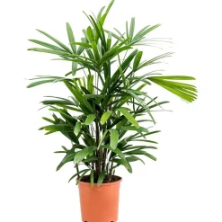 NA Rhapis excelsa 5/6 pieds - Pot D 21cm Online