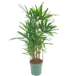 NA Rhapis excelsa : pot D.30cm Sale