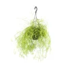 NA Cactus Et Plantes Grasses | Rhipsalis mix - Suspension D 14cm - H 35cm
