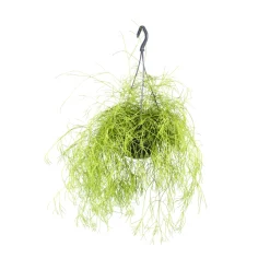 NA Cactus Et Plantes Grasses | Rhipsalis mix - Suspension D 14cm - H 35cm