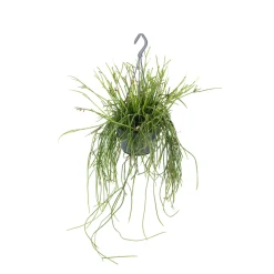 NA Cactus Et Plantes Grasses | Rhipsalis mix - Suspension D 14cm - H 35cm