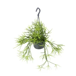 NA Cactus Et Plantes Grasses | Rhipsalis mix - Suspension D 14cm - H 35cm