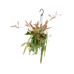 NA Cactus Et Plantes Grasses | Rhipsalis mix - Suspension D 14cm - H 35cm