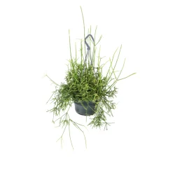 NA Cactus Et Plantes Grasses | Rhipsalis mix - Suspension D 14cm - H 35cm