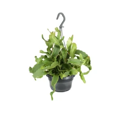 NA Cactus Et Plantes Grasses | Rhipsalis mix - Suspension D 14cm - H 35cm