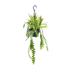 NA Cactus Et Plantes Grasses | Rhipsalis mix - Suspension D 14cm - H 35cm