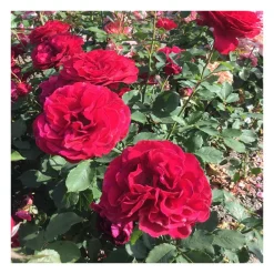 NA Rosiers | Rosier buissonnt rouge demeure historique® evehermisa