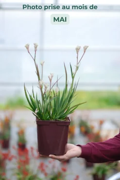 Roué Pépinières ROUÉ PÉPINIÈRES - Anigozanthos 'bush diamond' - en pot de 3 litres Outlet