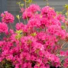 Roué Pépinières ROUÉ PÉPINIÈRES - Azalée boutiguery choaz 'electric pink' - en pot de 4 litres Best