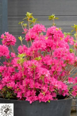 Roué Pépinières ROUÉ PÉPINIÈRES - Azalée boutiguery choaz 'electric pink' - en pot de 4 litres Best