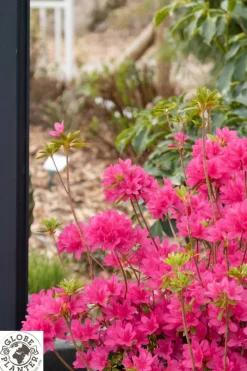 Roué Pépinières ROUÉ PÉPINIÈRES - Azalée boutiguery choaz 'electric pink' - en pot de 4 litres Best