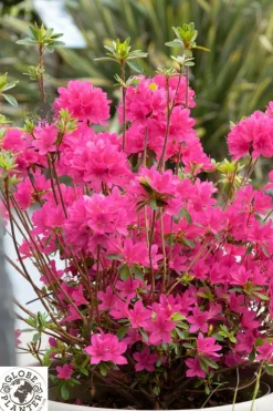 Roué Pépinières ROUÉ PÉPINIÈRES - Azalée boutiguery choaz 'electric pink' - en pot de 4 litres Best