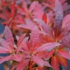 Roué Pépinières Plantes De Terre De Bruyère | ROUÉ PÉPINIÈRES - Azalée de chine luteum' - en pot de 4 litres