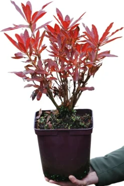 Roué Pépinières Plantes De Terre De Bruyère | ROUÉ PÉPINIÈRES - Azalée de chine luteum' - en pot de 4 litres