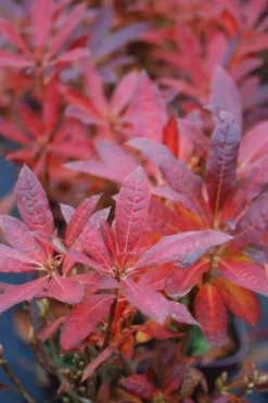 Roué Pépinières Plantes De Terre De Bruyère | ROUÉ PÉPINIÈRES - Azalée de chine luteum' - en pot de 4 litres