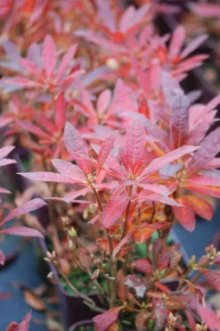 Roué Pépinières Plantes De Terre De Bruyère | ROUÉ PÉPINIÈRES - Azalée de chine luteum' - en pot de 4 litres