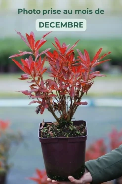 Roué Pépinières Plantes De Terre De Bruyère | ROUÉ PÉPINIÈRES - Azalée de chine luteum' - en pot de 4 litres