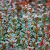Roué Pépinières ROUÉ PÉPINIÈRES - Azalée du japon 'stewartstonian' - en pot de 5 litres Hot