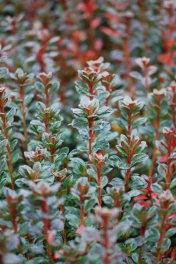 Roué Pépinières ROUÉ PÉPINIÈRES - Azalée du japon 'stewartstonian' - en pot de 5 litres Hot