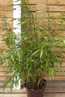 Roué Pépinières ROUÉ PÉPINIÈRES - Bambou non traçant 'asian wonder' - en pot de 10 litres Discount