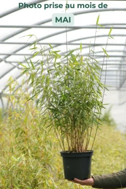 Roué Pépinières ROUÉ PÉPINIÈRES - Bambou non traçant 'asian wonder' - en pot de 10 litres Discount