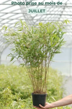 Roué Pépinières ROUÉ PÉPINIÈRES - Bambou non traçant 'asian wonder' - en pot de 10 litres Discount