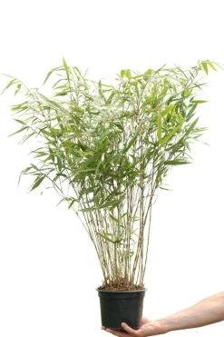 Roué Pépinières ROUÉ PÉPINIÈRES - Bambou non traçant 'asian wonder' - en pot de 10 litres Discount