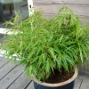 Roué Pépinières Plantes De Haies | ROUÉ PÉPINIÈRES - Bambou non traçant rufa - en pot de 2 litres