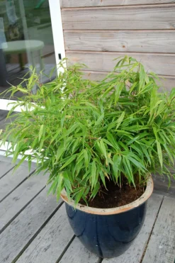 Roué Pépinières Plantes De Haies | ROUÉ PÉPINIÈRES - Bambou non traçant rufa - en pot de 2 litres