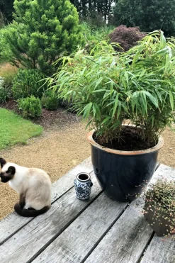 Roué Pépinières Plantes De Haies | ROUÉ PÉPINIÈRES - Bambou non traçant rufa - en pot de 2 litres
