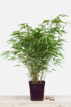 Roué Pépinières Plantes De Haies | ROUÉ PÉPINIÈRES - Bambou non traçant rufa - en pot de 2 litres