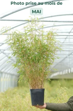 Roué Pépinières Plantes De Haies | ROUÉ PÉPINIÈRES - Bambou non traçant rufa - en pot de 2 litres