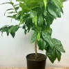 Roué Pépinières ROUÉ PÉPINIÈRES - Bergamotier ou citronnier bergamote - en pot de 5 litres Online