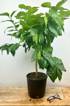 Roué Pépinières ROUÉ PÉPINIÈRES - Bergamotier ou citronnier bergamote - en pot de 5 litres Online