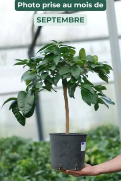 Roué Pépinières ROUÉ PÉPINIÈRES - Bergamotier ou citronnier bergamote - en pot de 5 litres Online