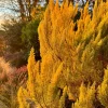 Roué Pépinières ROUÉ PÉPINIÈRES - Bruyère arborescente 'estrella gold' - en pot de 3 litres Outlet