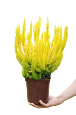 Roué Pépinières ROUÉ PÉPINIÈRES - Bruyère arborescente 'estrella gold' - en pot de 3 litres Outlet