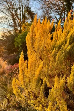 Roué Pépinières ROUÉ PÉPINIÈRES - Bruyère arborescente 'estrella gold' - en pot de 3 litres Outlet
