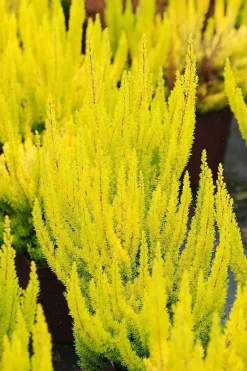Roué Pépinières ROUÉ PÉPINIÈRES - Bruyère arborescente 'estrella gold' - en pot de 3 litres Outlet
