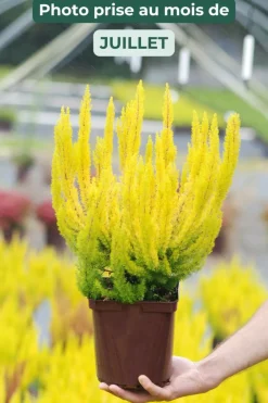 Roué Pépinières ROUÉ PÉPINIÈRES - Bruyère arborescente 'estrella gold' - en pot de 3 litres Outlet