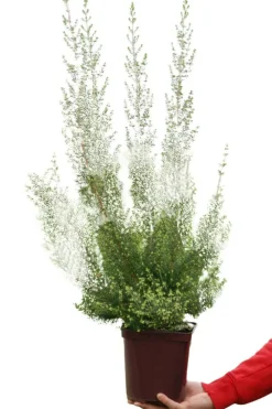 Roué Pépinières ROUÉ PÉPINIÈRES - Bruyère de noël - en pot de 3 litres