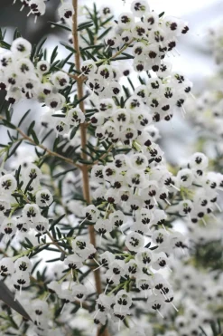 Roué Pépinières ROUÉ PÉPINIÈRES - Bruyère de noël - en pot de 3 litres