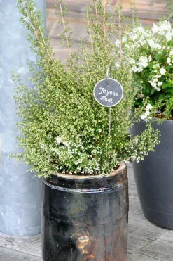Roué Pépinières ROUÉ PÉPINIÈRES - Bruyère de noël - en pot de 3 litres