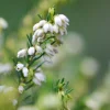 Roué Pépinières Plantes De Terre De Bruyère | ROUÉ PÉPINIÈRES - Bruyère d'hiver white spring surprise' - en pot de 5 litres