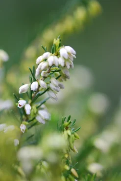Roué Pépinières Plantes De Terre De Bruyère | ROUÉ PÉPINIÈRES - Bruyère d'hiver white spring surprise' - en pot de 5 litres
