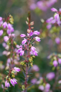 Roué Pépinières Plantes De Terre De Bruyère | ROUÉ PÉPINIÈRES - Bruyère d'hiver white spring surprise' - en pot de 5 litres
