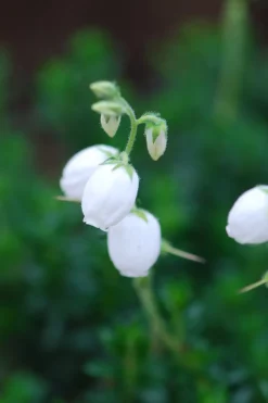 Roué Pépinières ROUÉ PÉPINIÈRES - Bruyère d'irlande'ute' - en pot de 1 litre Best