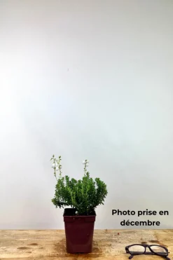 Roué Pépinières ROUÉ PÉPINIÈRES - Bruyère d'irlande'ute' - en pot de 1 litre Best