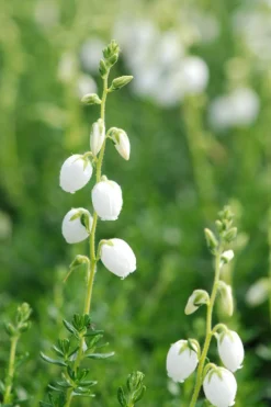 Roué Pépinières ROUÉ PÉPINIÈRES - Bruyère d'irlande'ute' - en pot de 1 litre Best