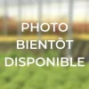 Roué Pépinières ROUÉ PÉPINIÈRES - Bruyère d'été 'golden angie' - en pot de 1 litre Best